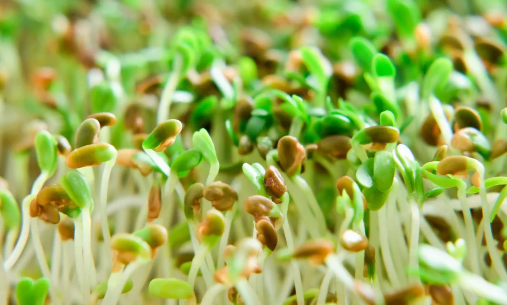 propiedades-brotes de alfalfa